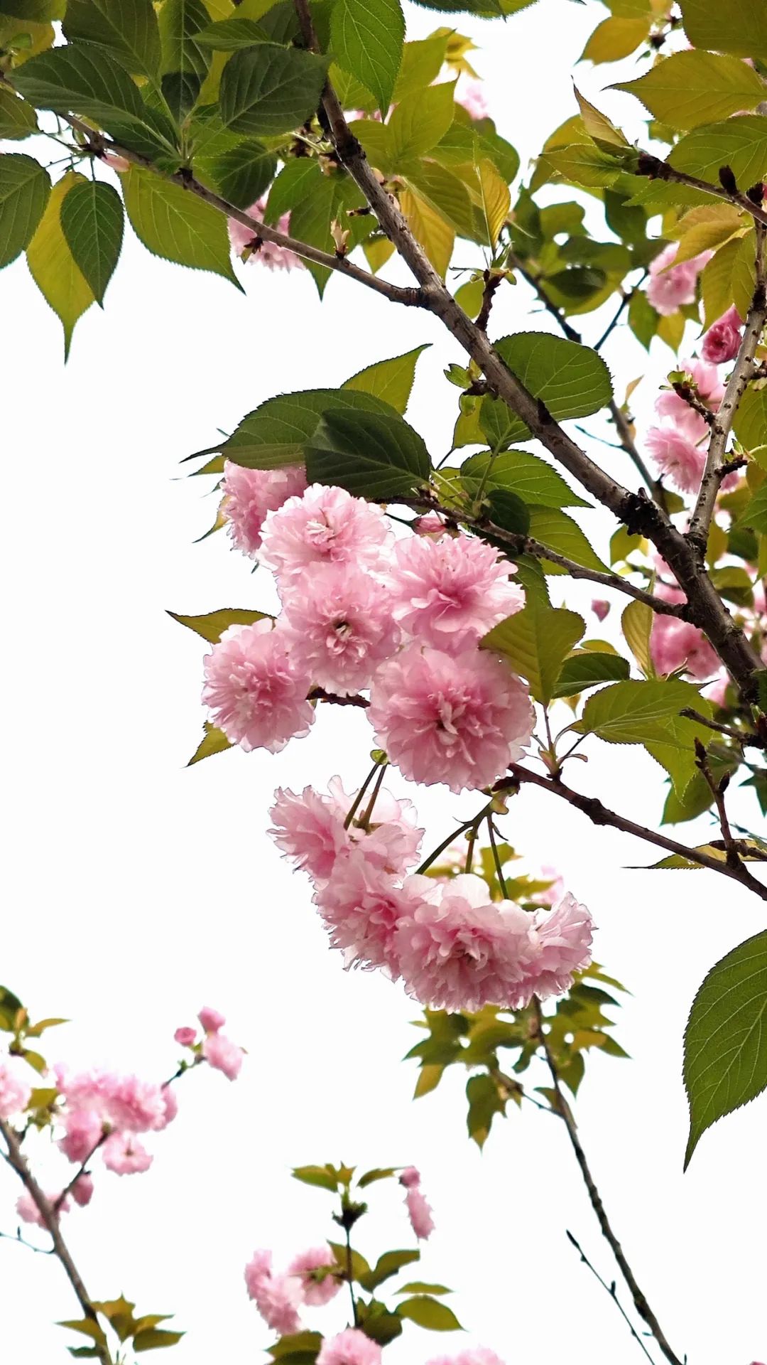 ✉️速进！四月份的春日壁纸🌸已送达！